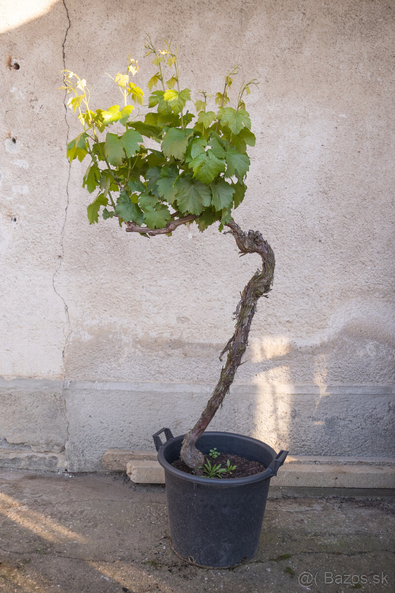 Starý vinič v kvetináči - 8