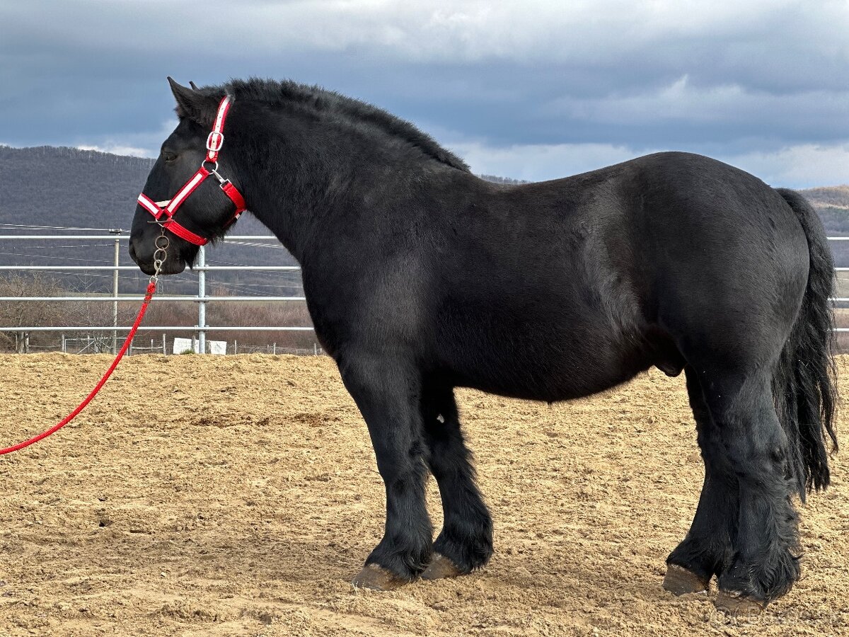 Ťažný kôň na predaj - Valach - 8