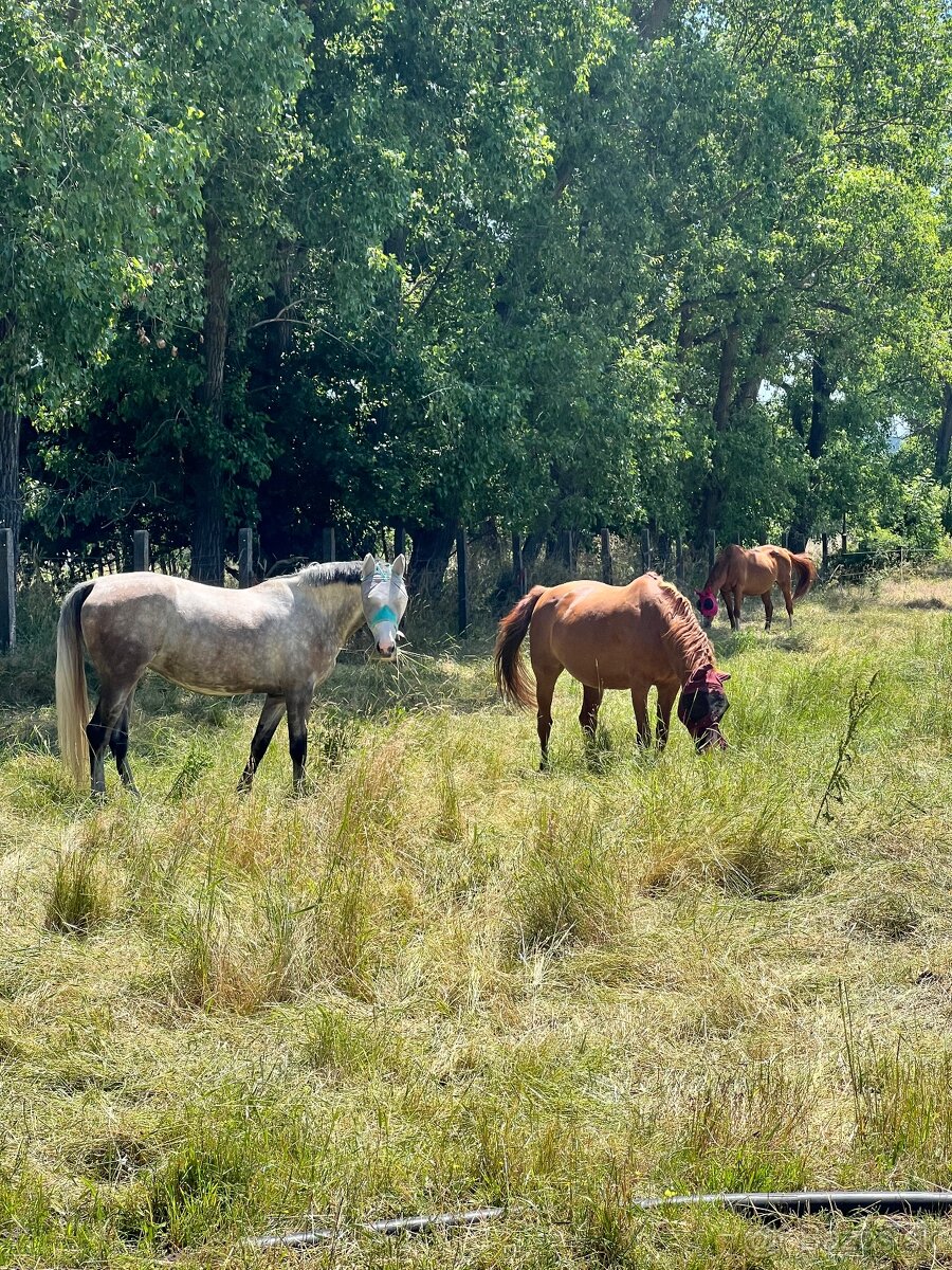 Ponúkame ustajnenie - 8
