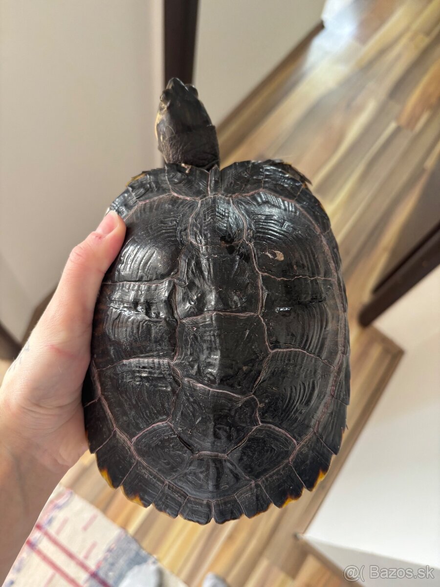 🐢 Vodné korytnačky – Lujza a Berta 🐢 - 8