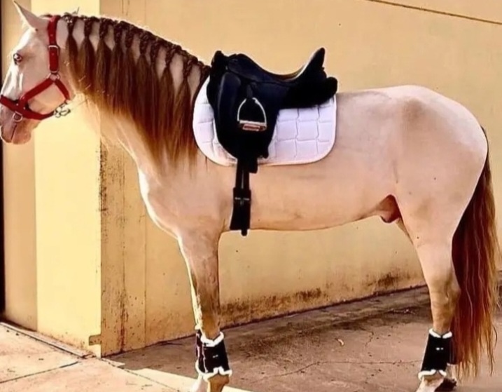 Lusitano klisna - 8