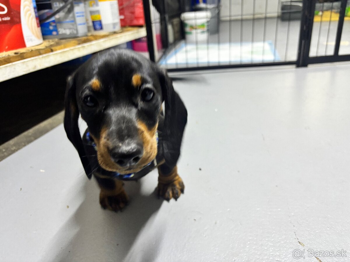 Jazvečík kratkosrstý - 8