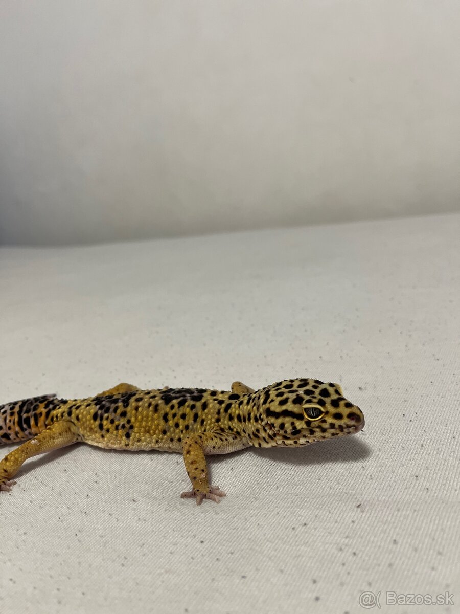 Terarium+Gekončík Nočný - 8