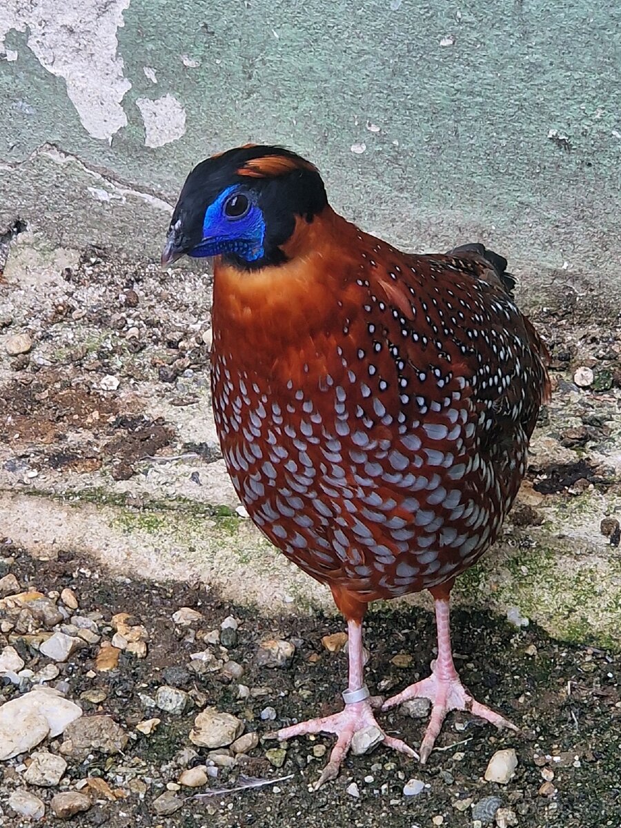 BAZANT TRAGOPAN TEMMINCKII - 8