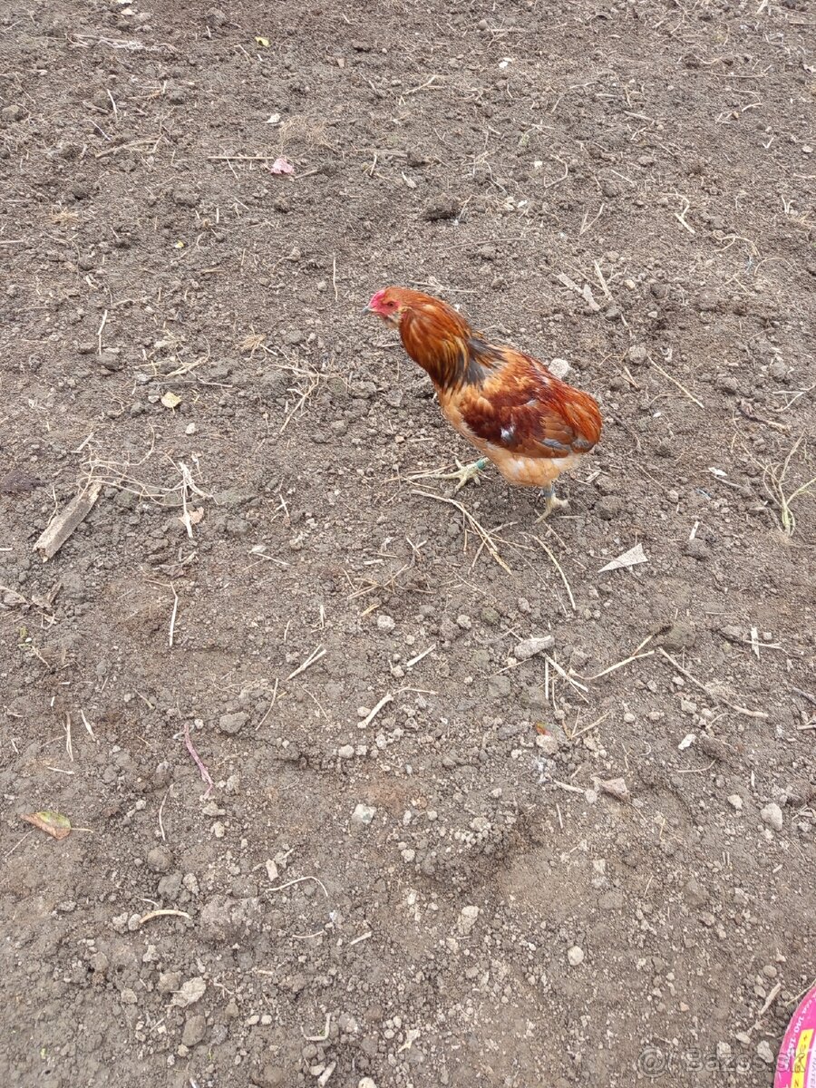 Mám na predaj kohúty Araucany. - 8