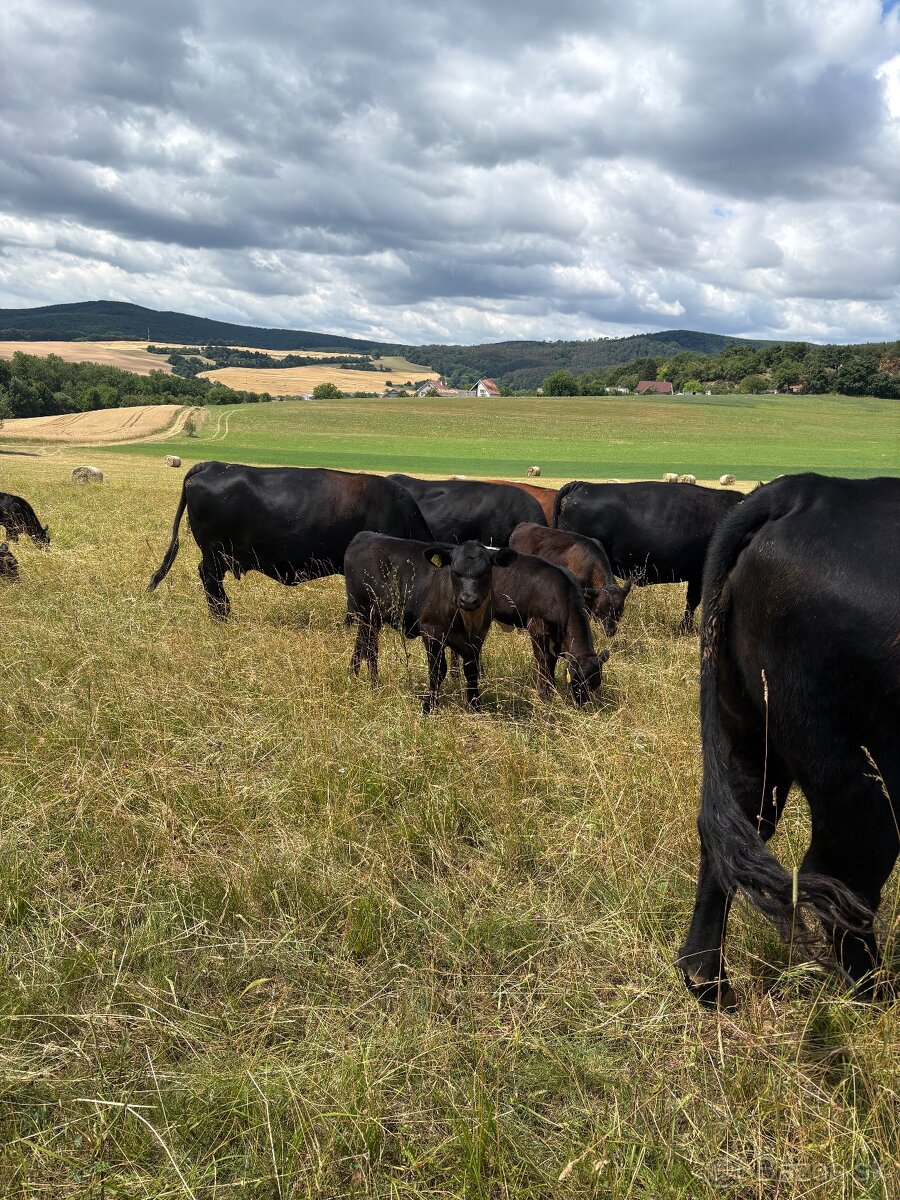 Aberdeen Angus - 8