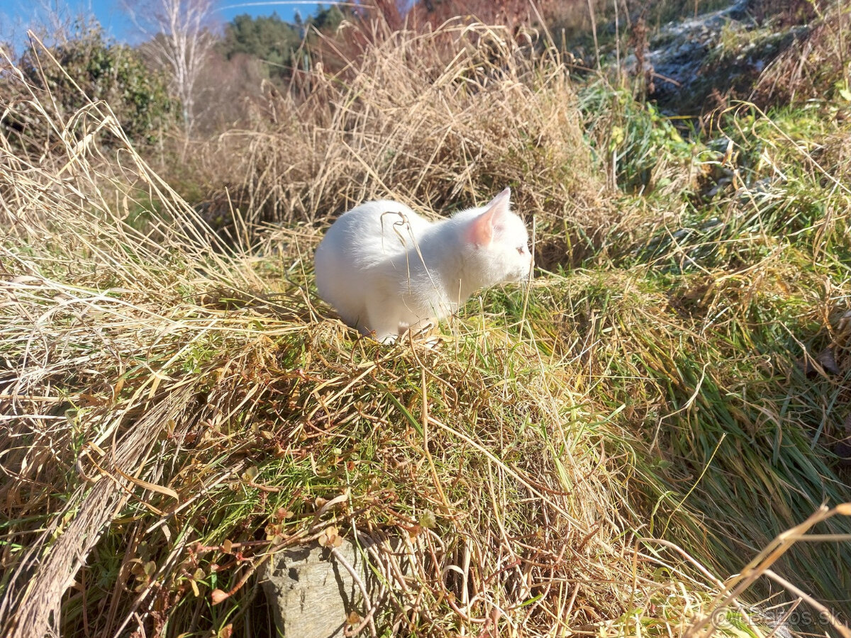 Podarujem mačiatka - 8