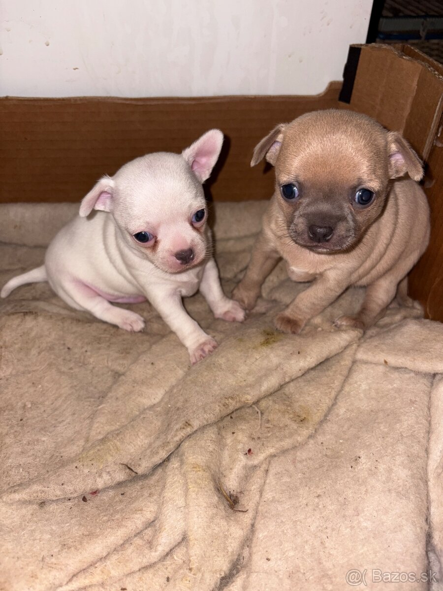 civava kratkosrsta - 8