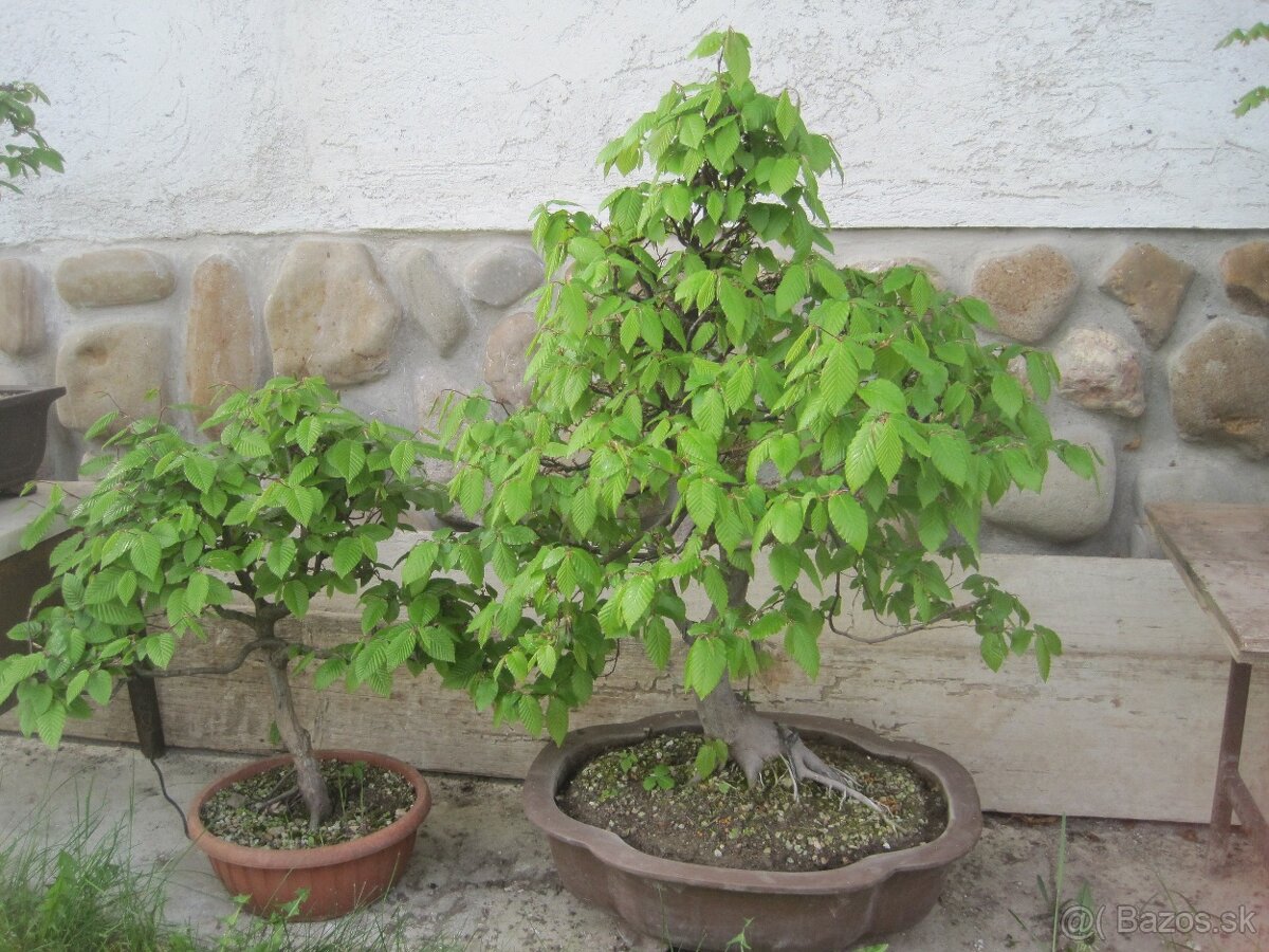 bonsai,bonsaj-hrab 7 - 8