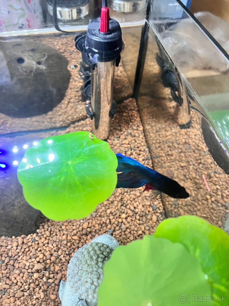 Zariadené Akvárium s bettou bojovnicou - 8