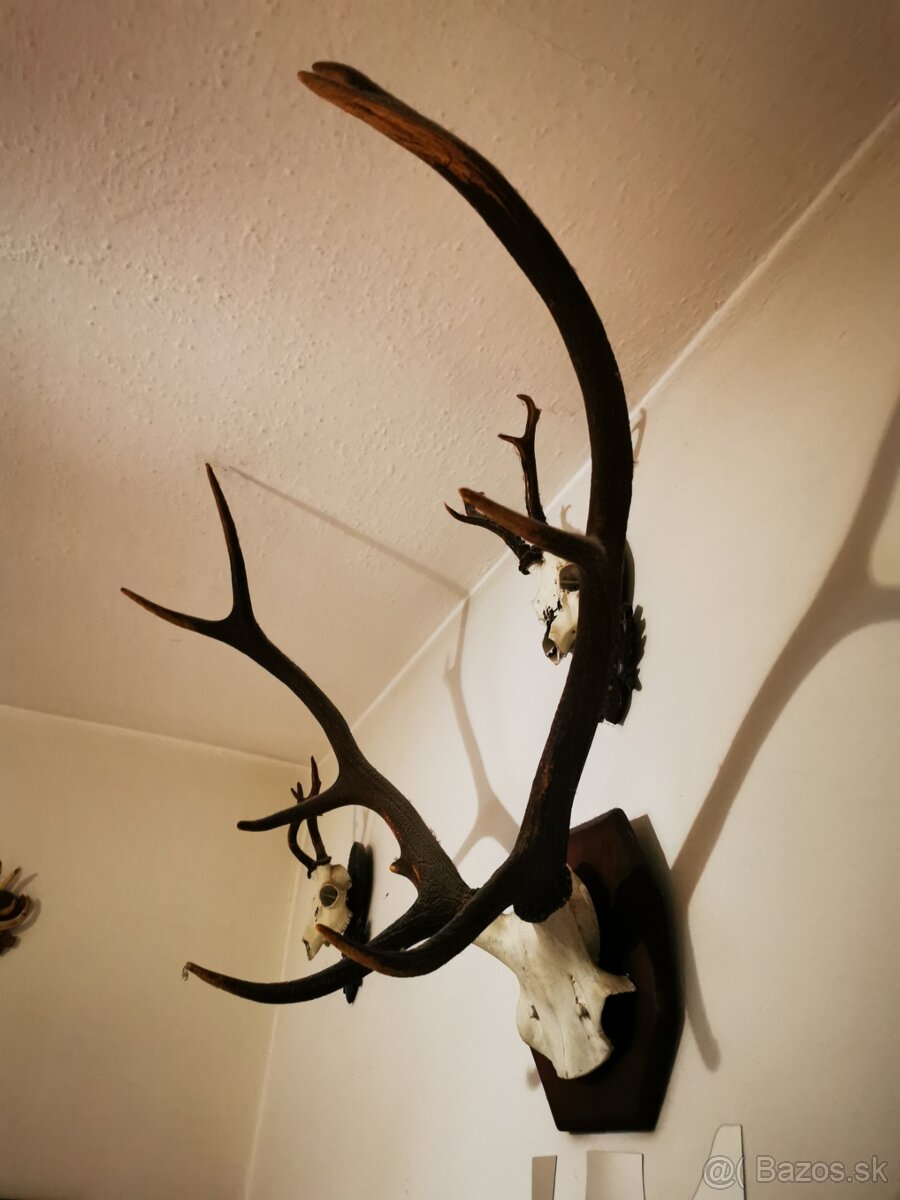 Srnec a ine troeje - 8