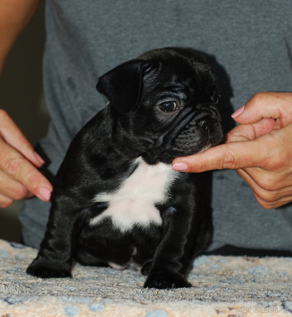 Francúzsky buldoček s PP, FCI - 8