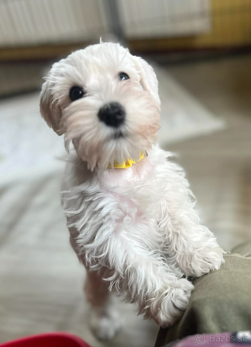 Bradáč malý biely s PP - 8