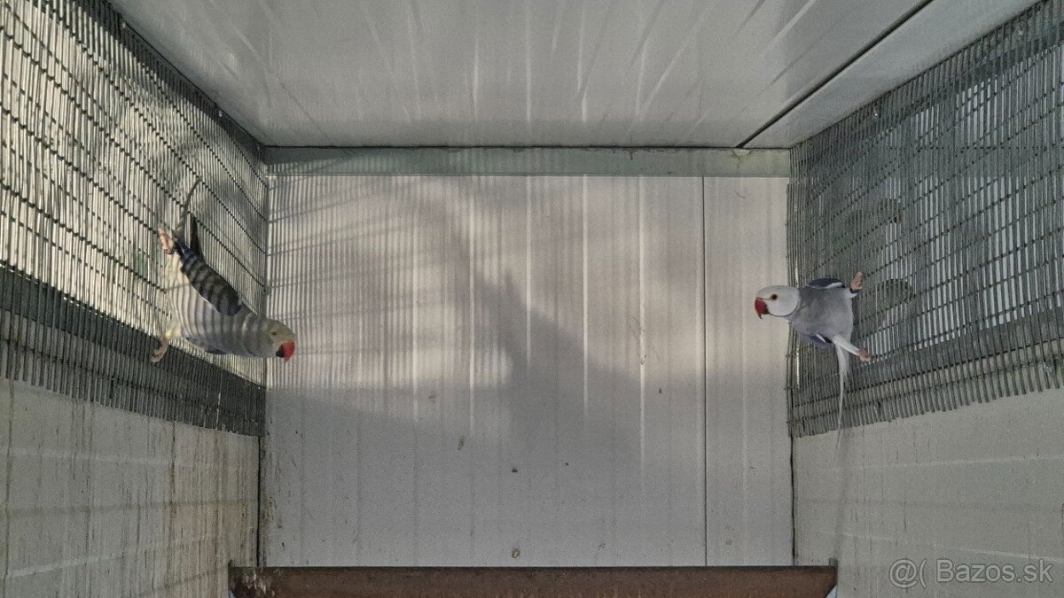 Alexander malý Chovné páriky r. 2021 - 8