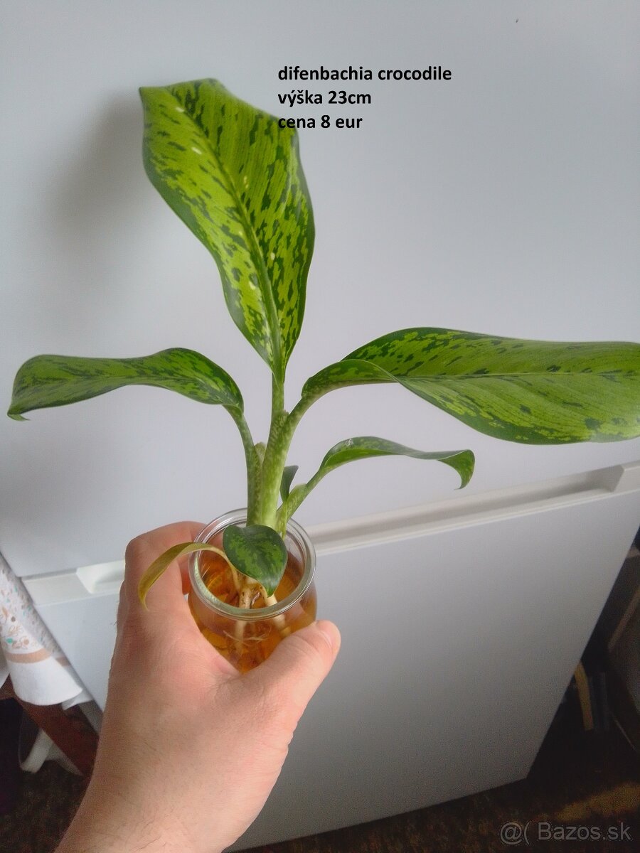 rastliny predaj - 8