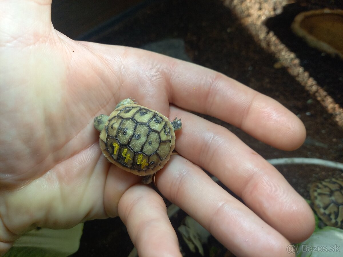 Testudo hermanni - 8
