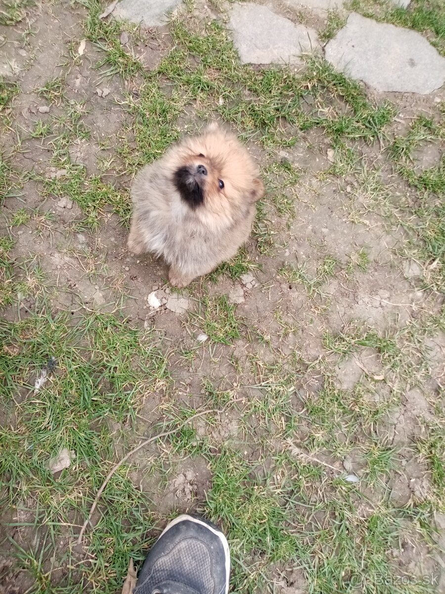 Oranžový špic - pomeranian - 8