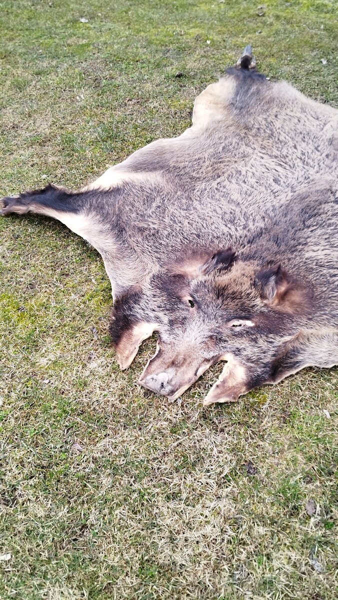 Predám vypracovanu kožu zlatého diviaka parožie zhody trofej - 8