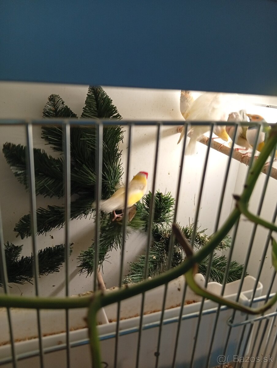 Amadina gouldova, drobotina - 8