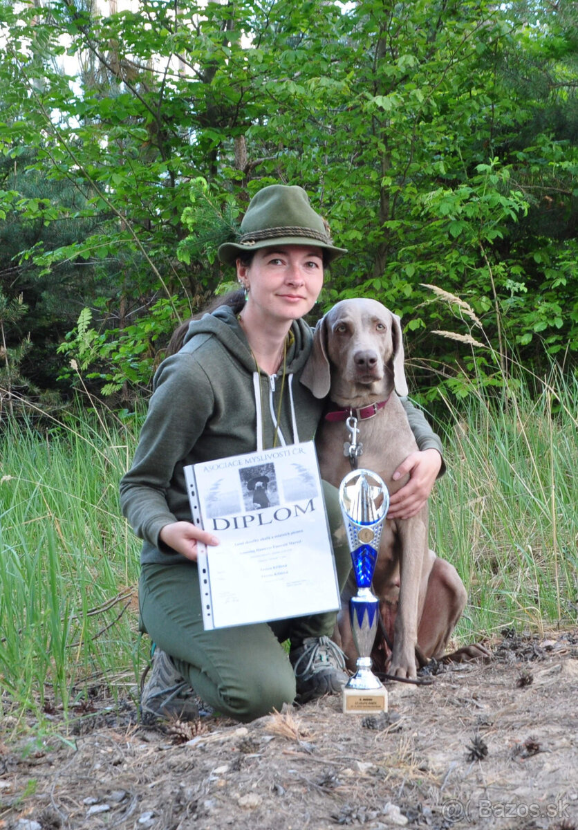 Weimarský krátkosrstý stavač - štěniatka s PP - 8