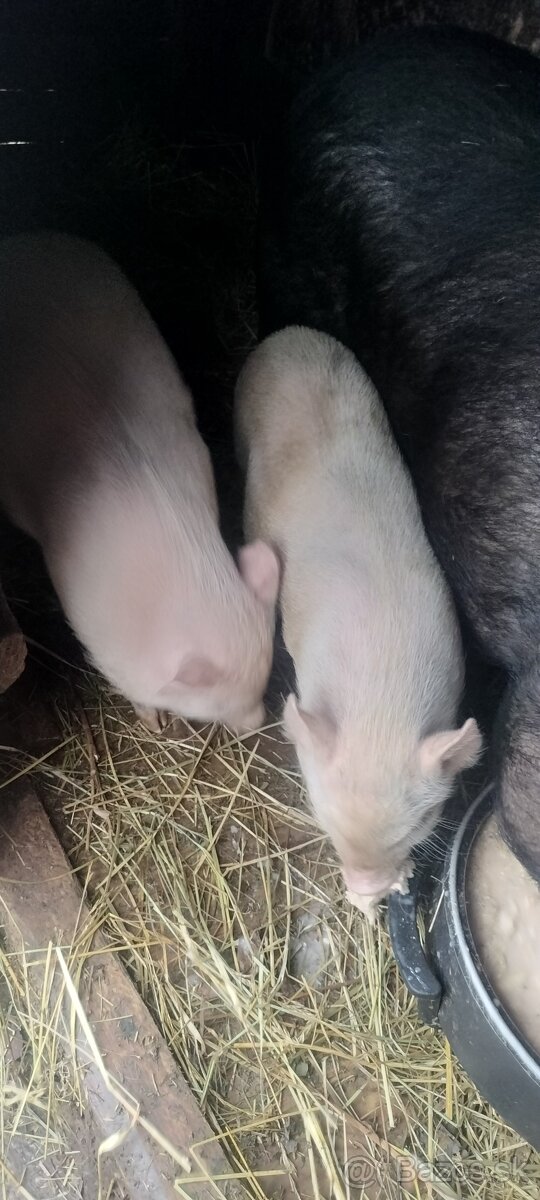 Vietnamske odstavčata - 8