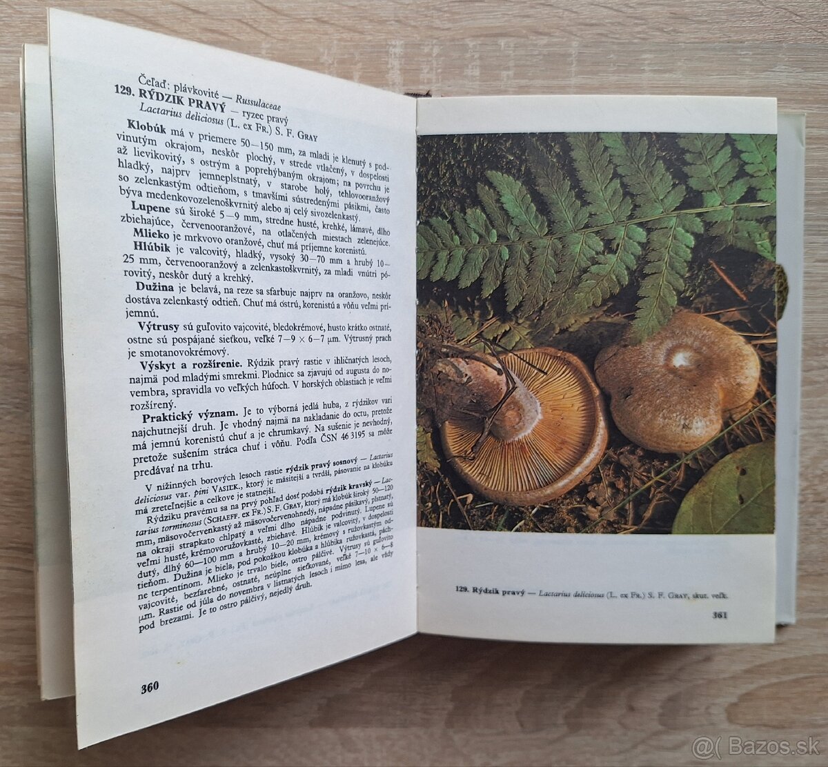 Huby lesov, poli a luk - 8