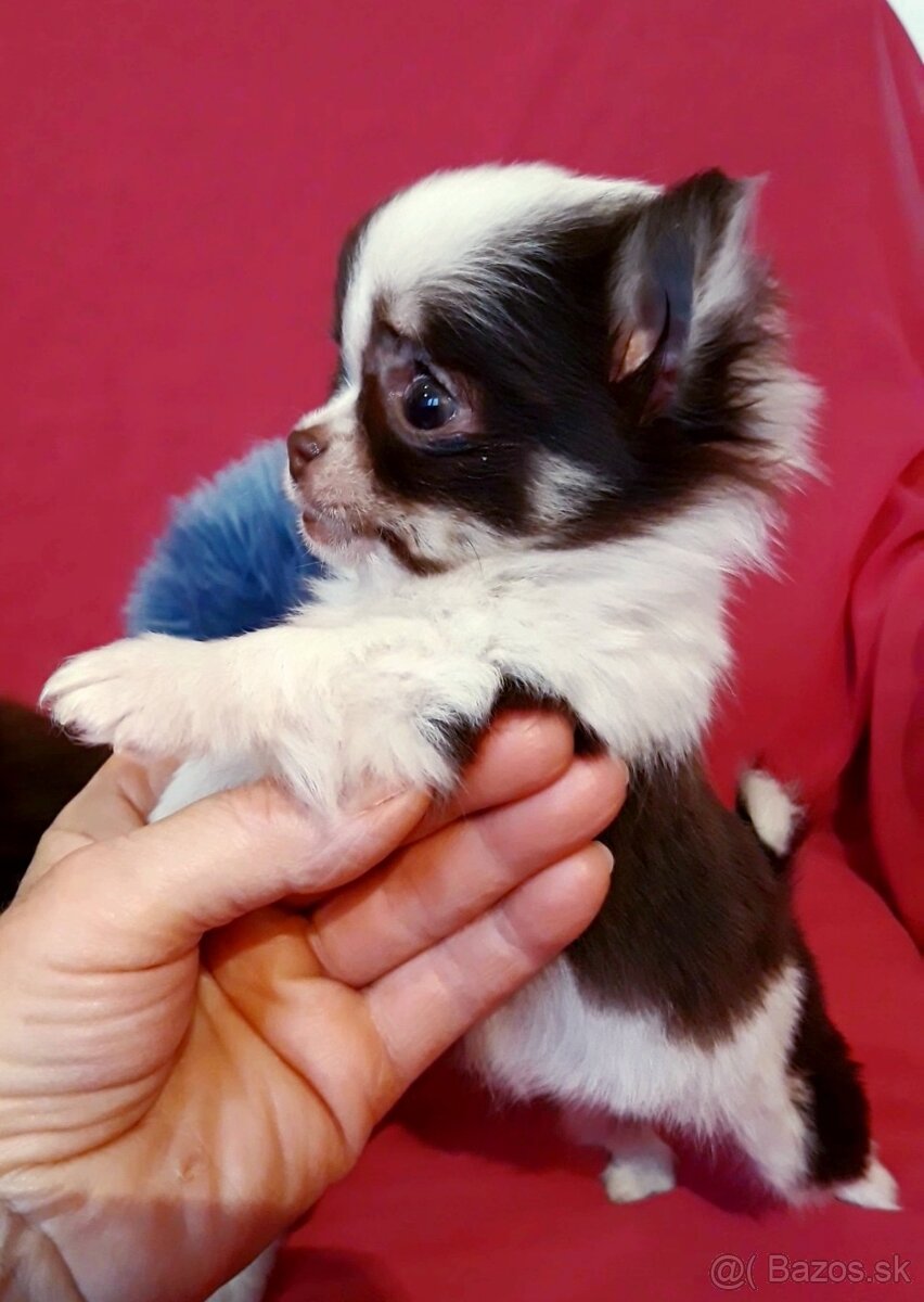 Čivava dlhosrstá - 1psík + 1fenka - 8