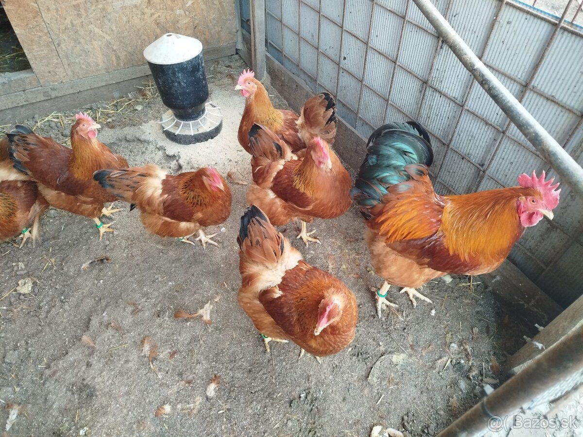 Nasadové vajcia hempšír - 8