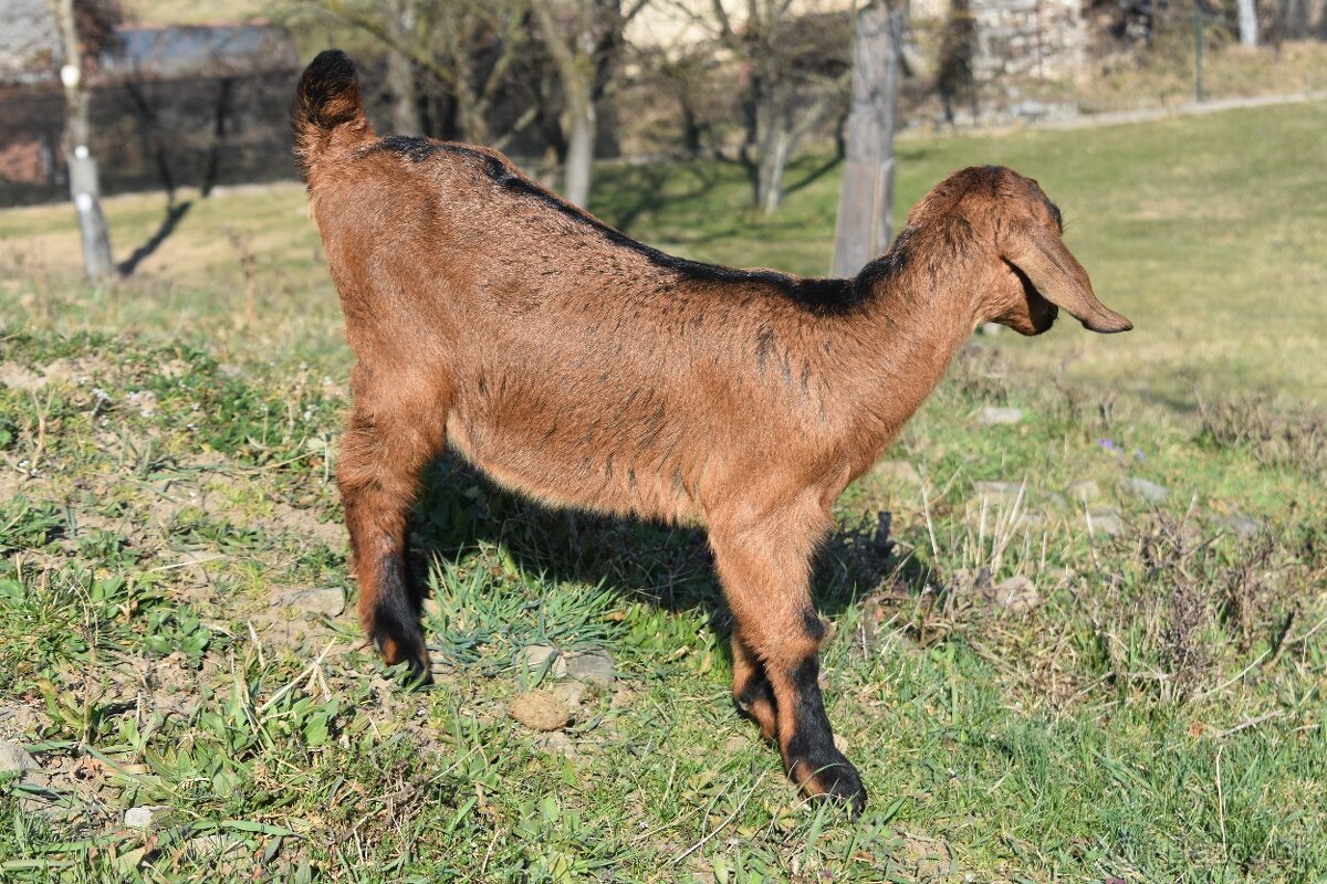 Predam Anglonubijske kozliatka - 8