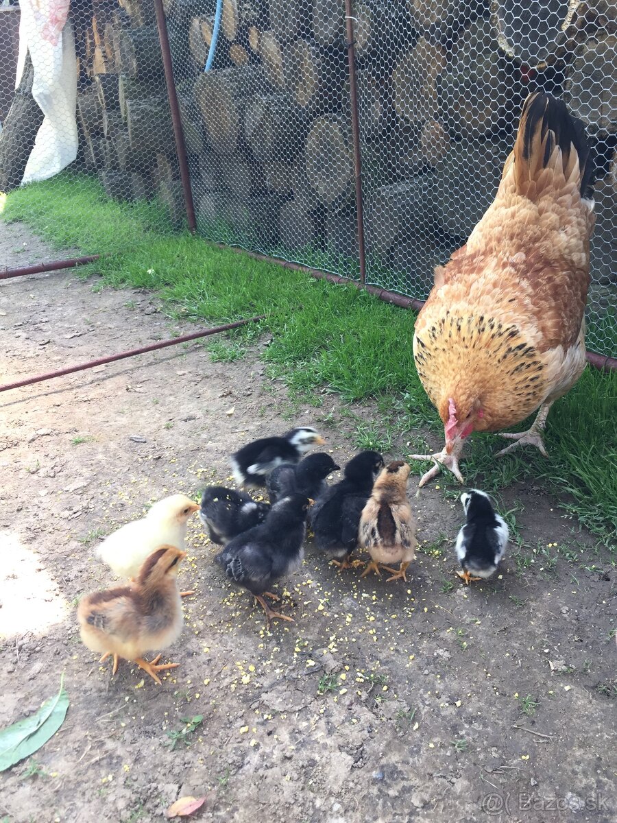 SLEPAČIE VAJCIA - 8