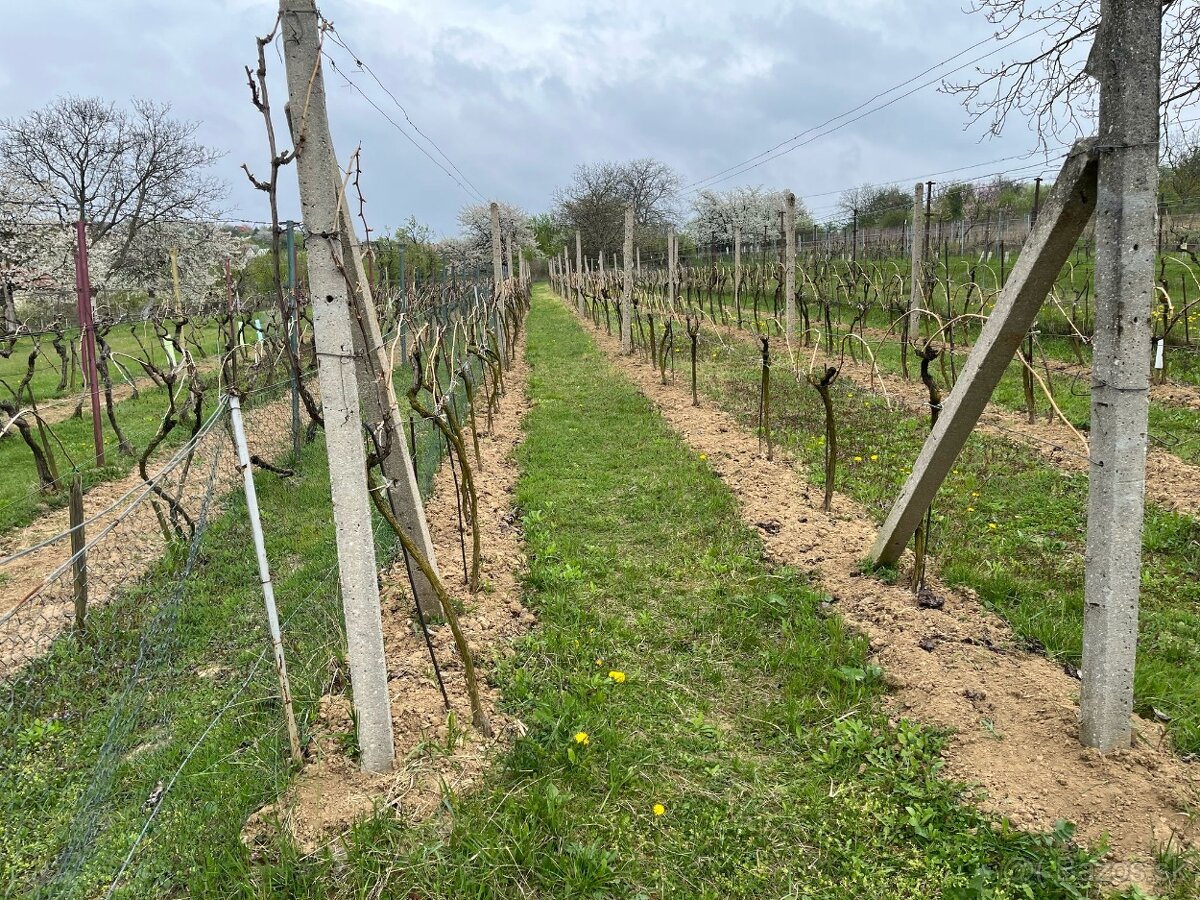 ZĽAVNENÉ • Na predaj vinohrad. domček s pivnicou a pozemkom - 8