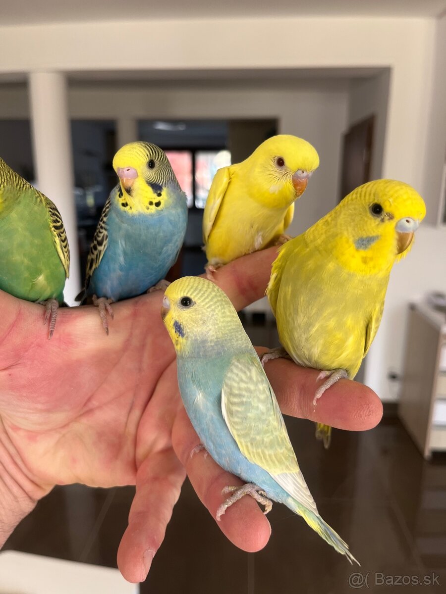 Andulka mlada Maznačik - 8