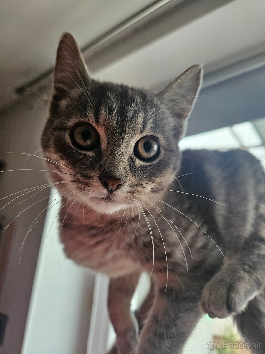 Podarujeme mačiatko - 8