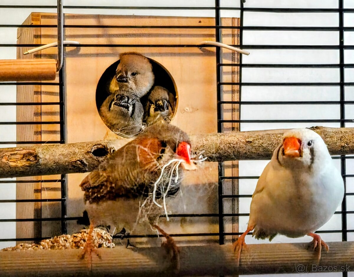 Zebricky maldý chovný pár - 8