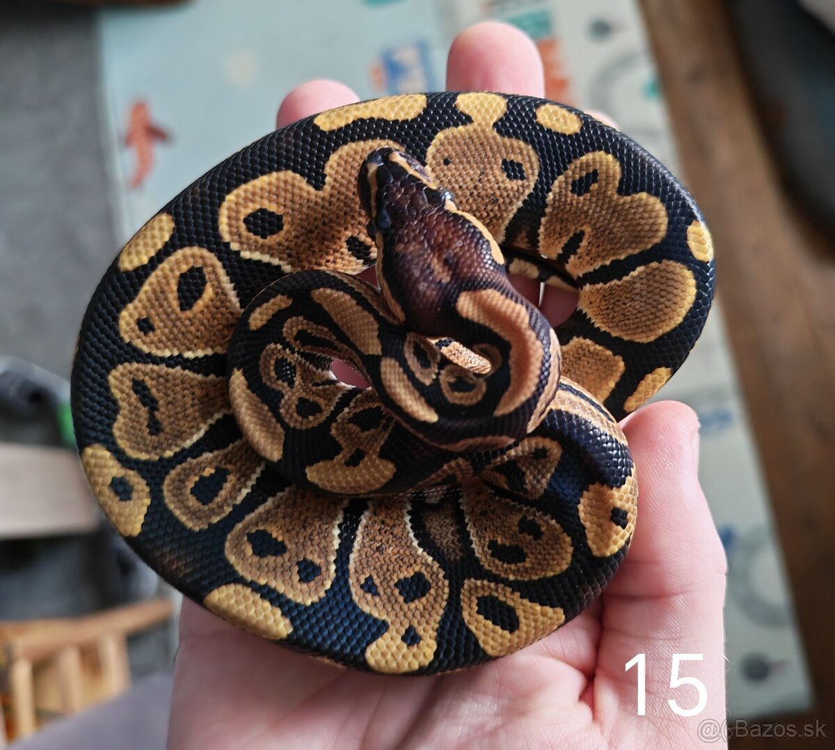 Pytón kráľovský/ Python regius - 8