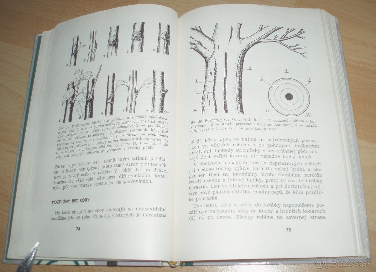 Rez a tvarovanie ovocných drevín - 8