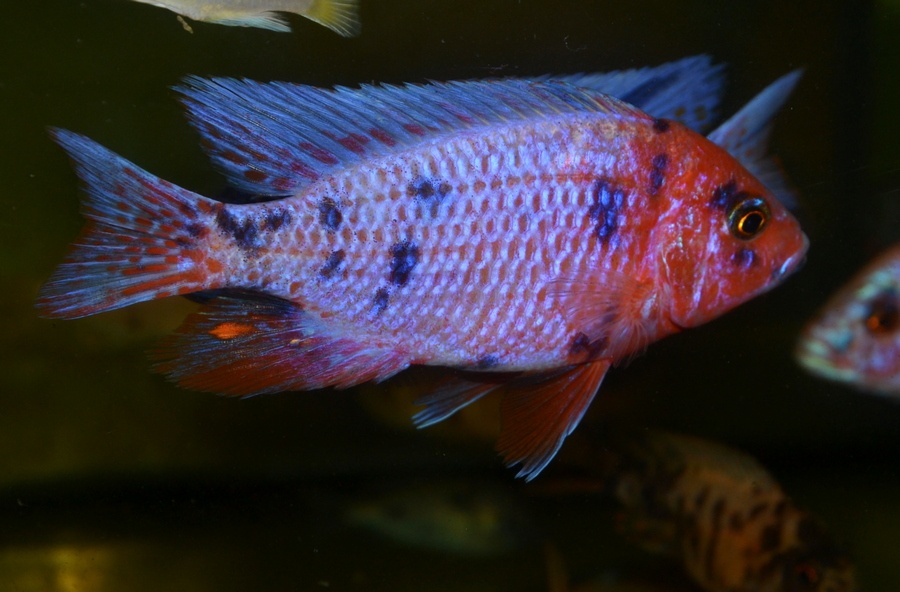 AFRICKÉ CICHLIDY - 8