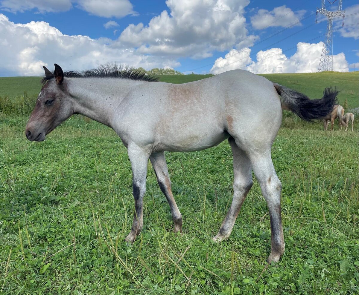 Kobyla Quarter horse - 8