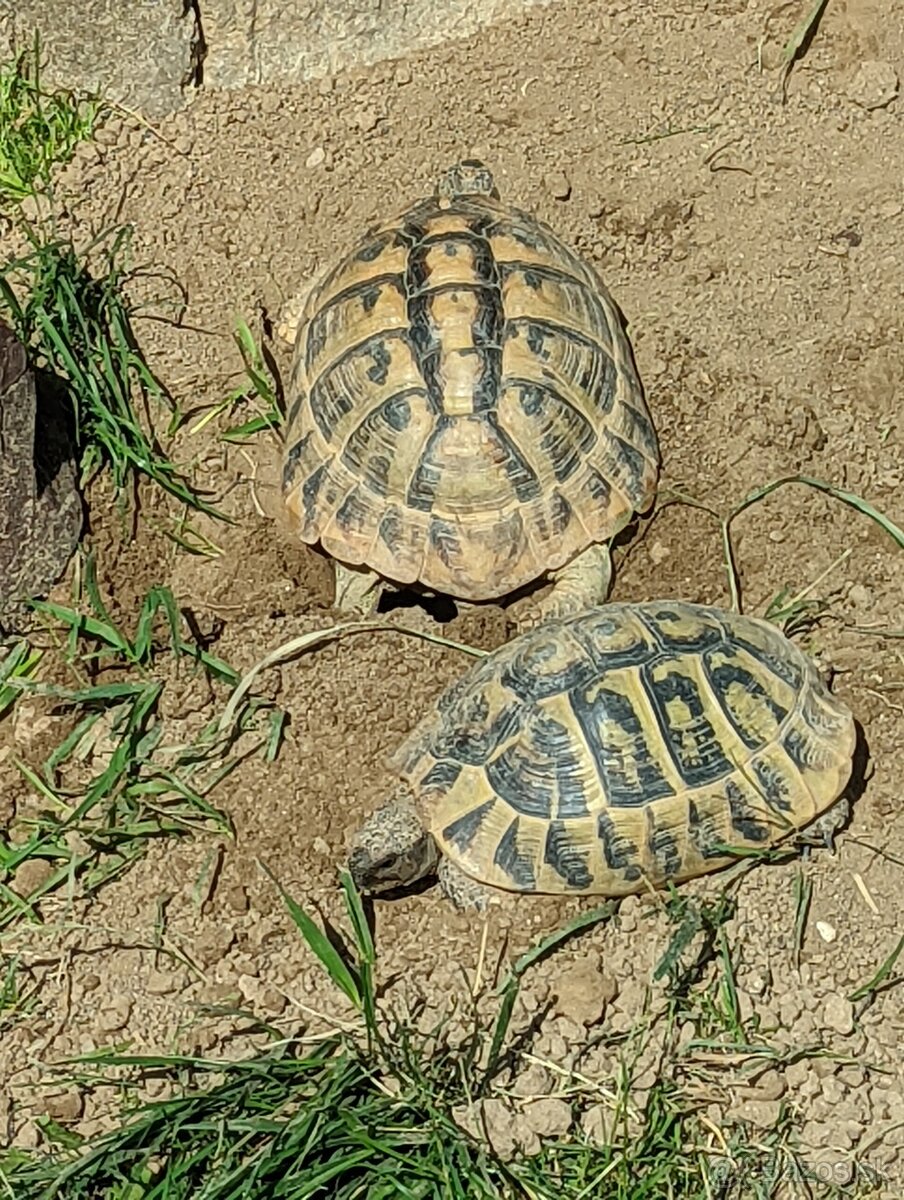 Suchozemska korytnačka zelenkasta - 8