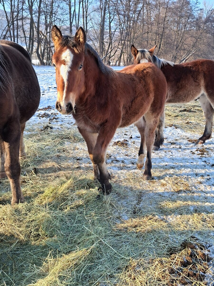 Predam tazne zriebata - 8