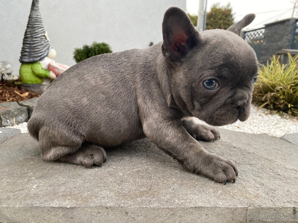 Francuzsky buldoček - 8