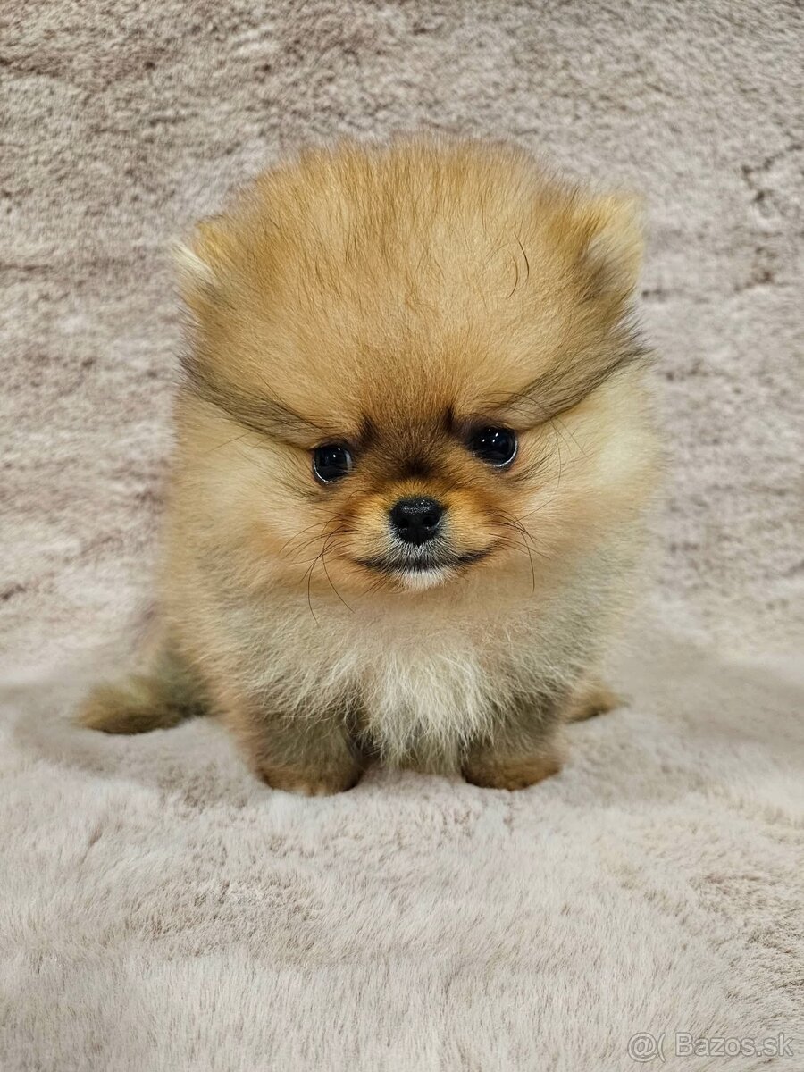 Pomeranian mini orange - 8