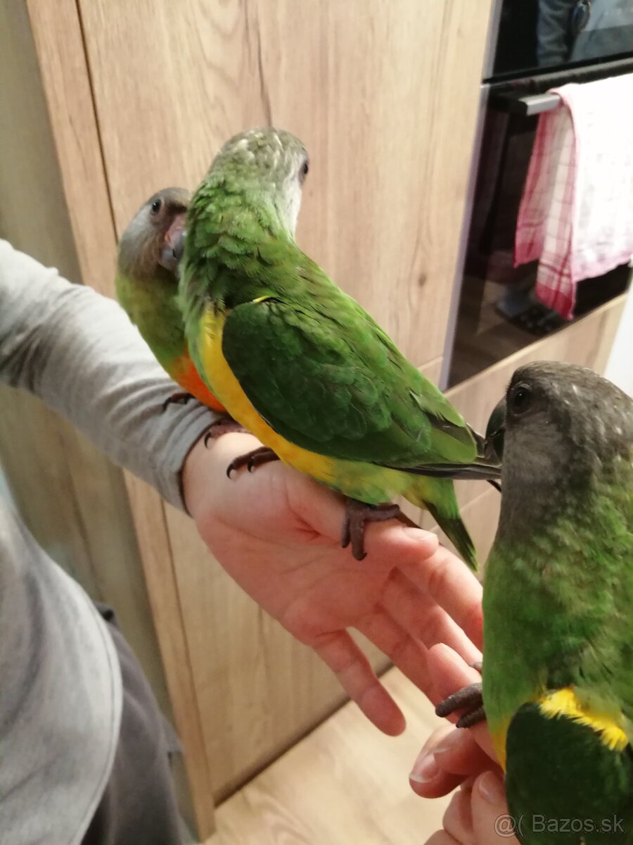 Papagáj senegalsky - 8