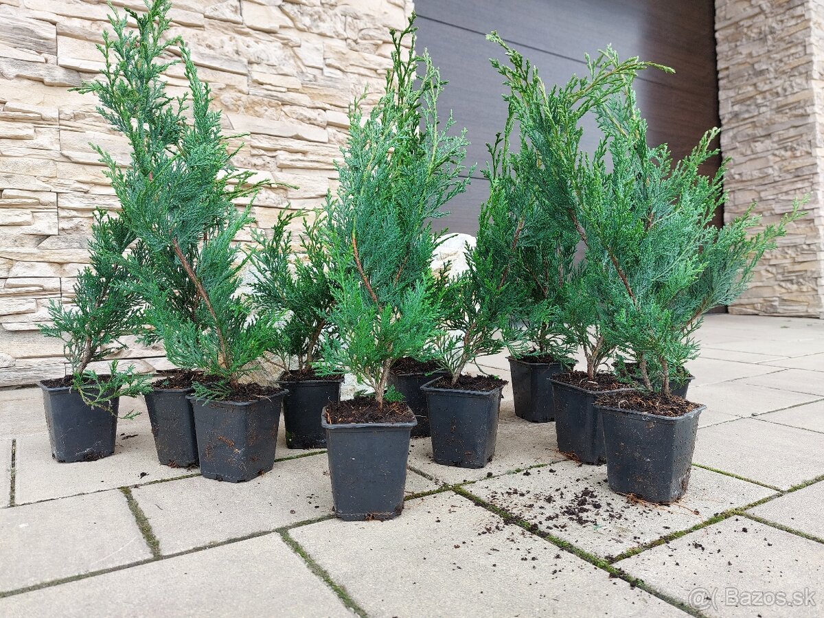 Cyprusovec leylandský (Cupressocyparis leylandii) - 8