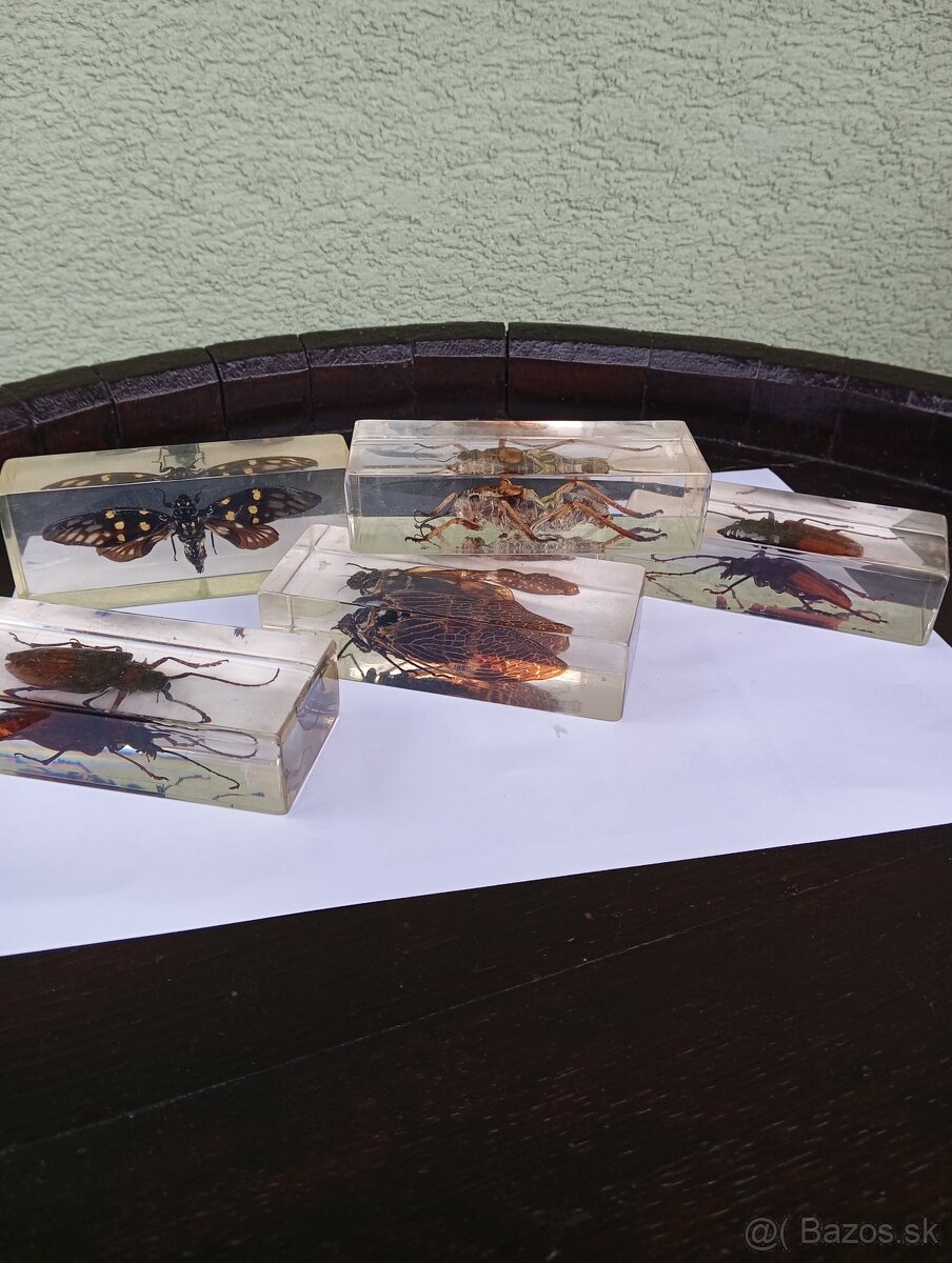 Super Vau zbierka Hmyzu - 8