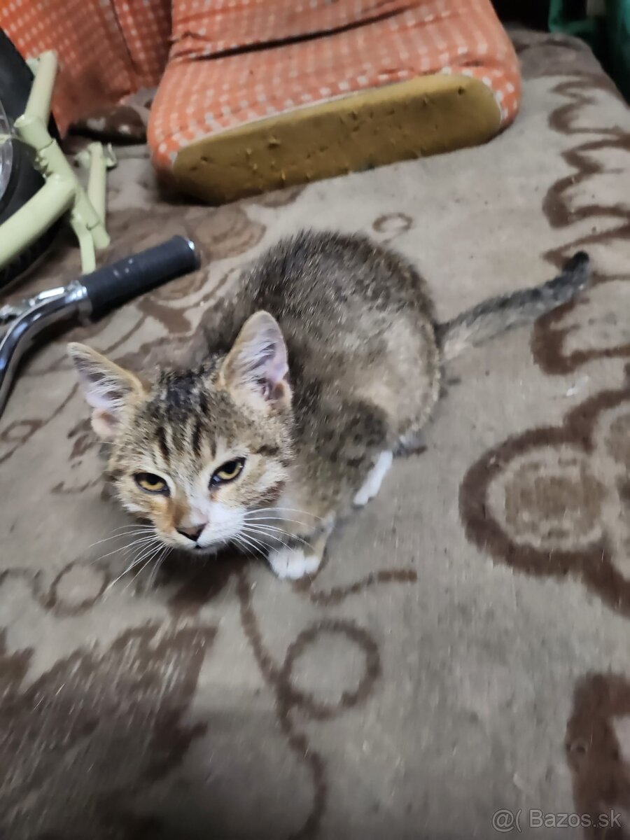 Mačiatko - 8