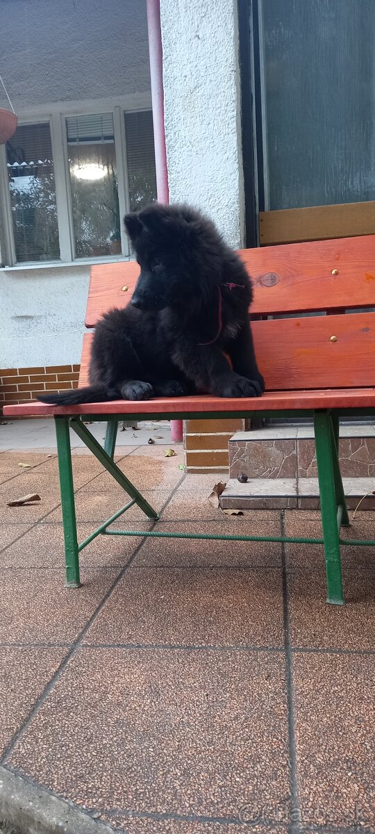 Nemecký ovčiak šteniatka - 8