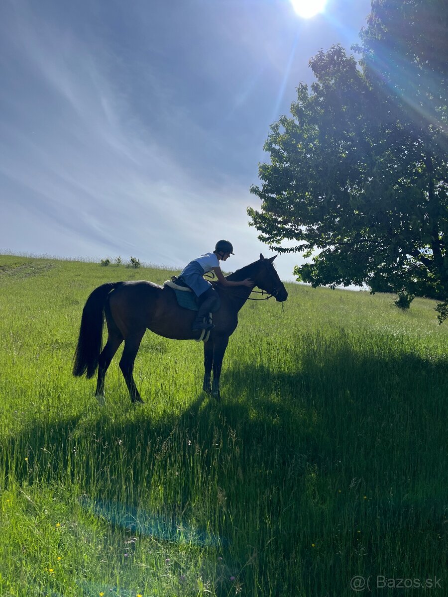 Nová cena nádherná 14r. kobyla na predaj - 8