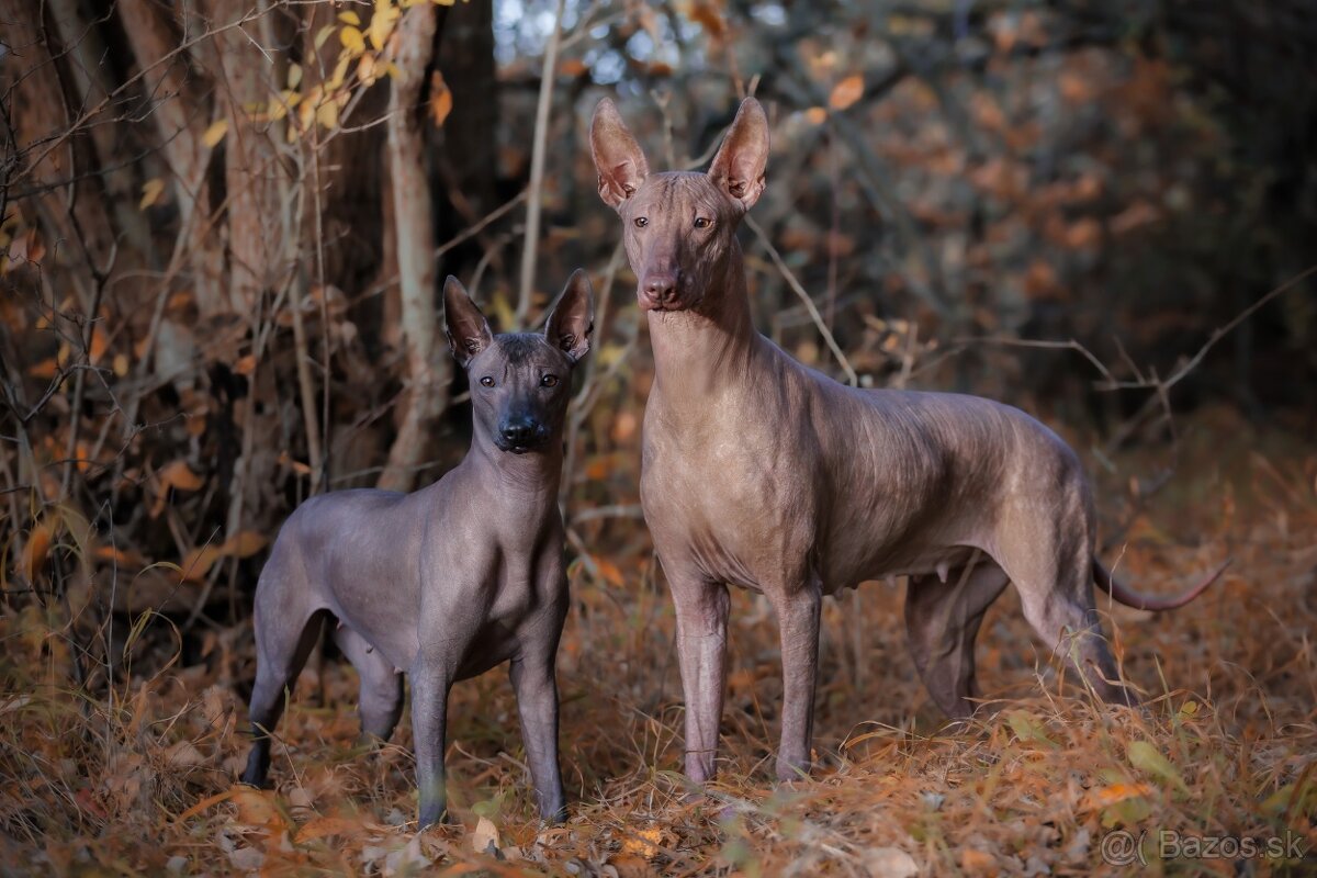 Peruánsky a Mexický naháč - 8