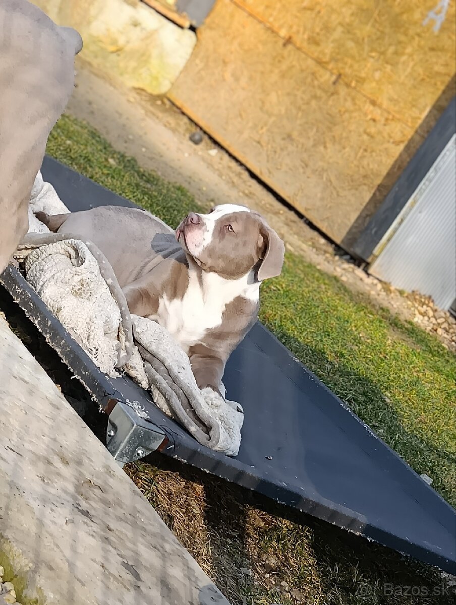 Pejsek American bully xl xxl - 8